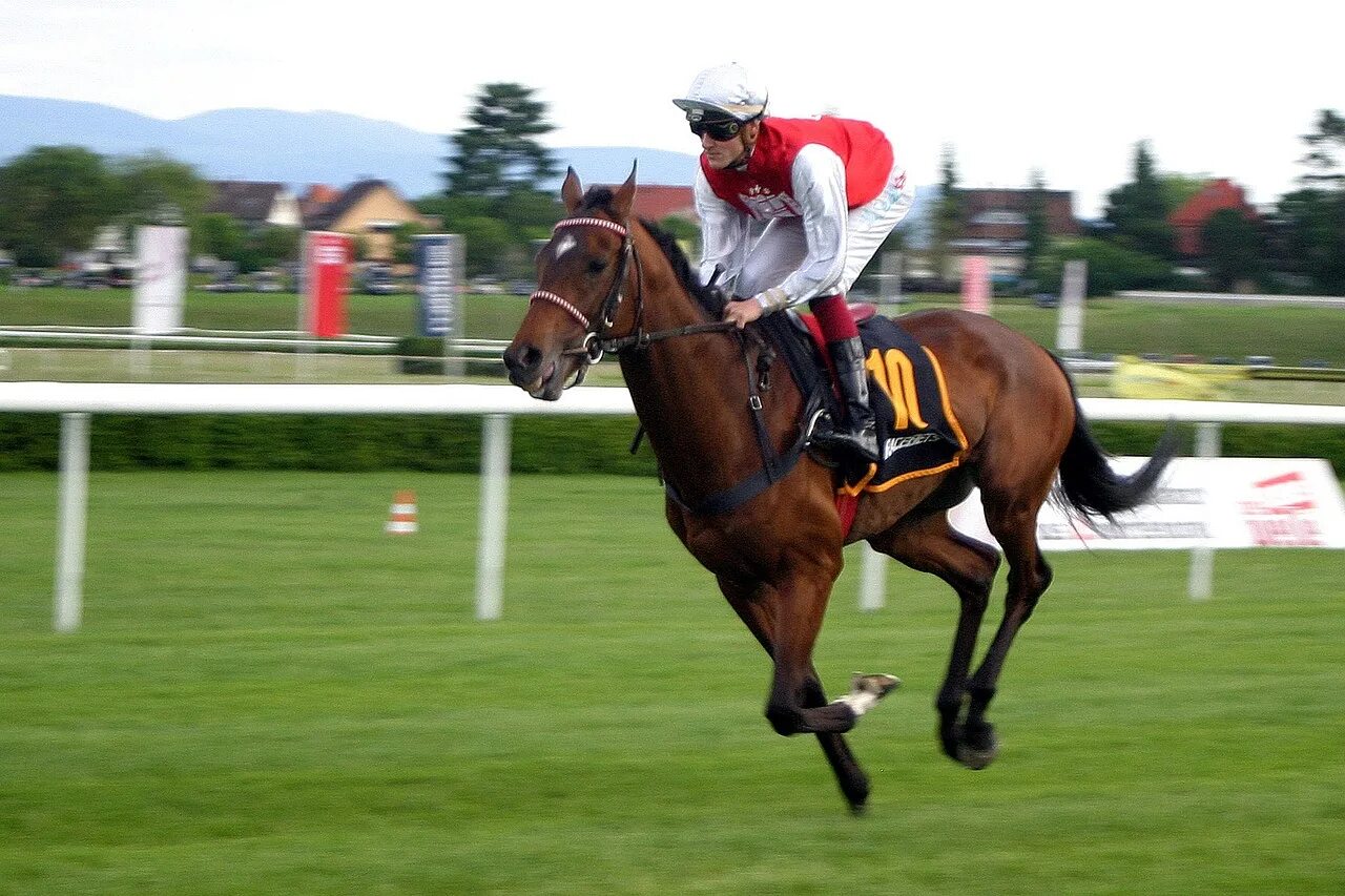 Horse sport. Ипподром Иффецхайм. Жокей конный спорт. Лошадь на скачках. Гладкие скачки.