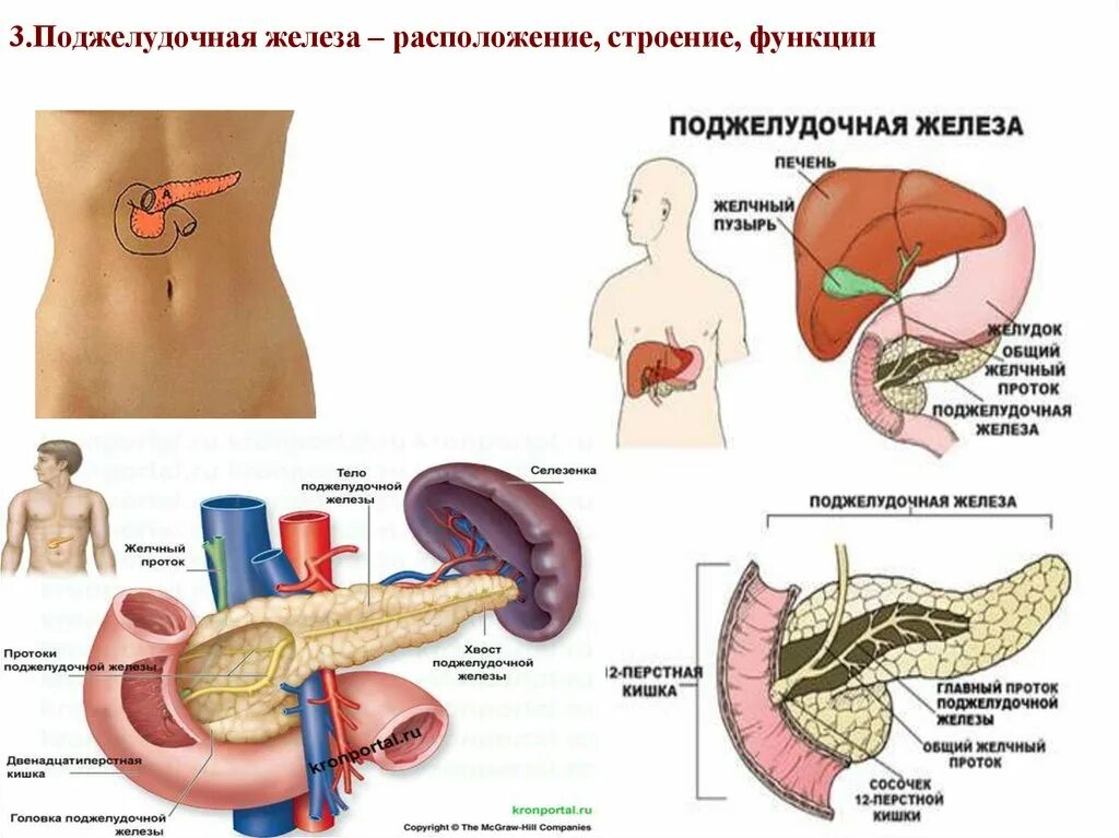 Боли в печени и поджелудочной. Поджелудочная железа строение и функции. Строение человека поджелудочная. Поджелудочная железа строение симптомы. Поджелудочная железа местоположение строение.