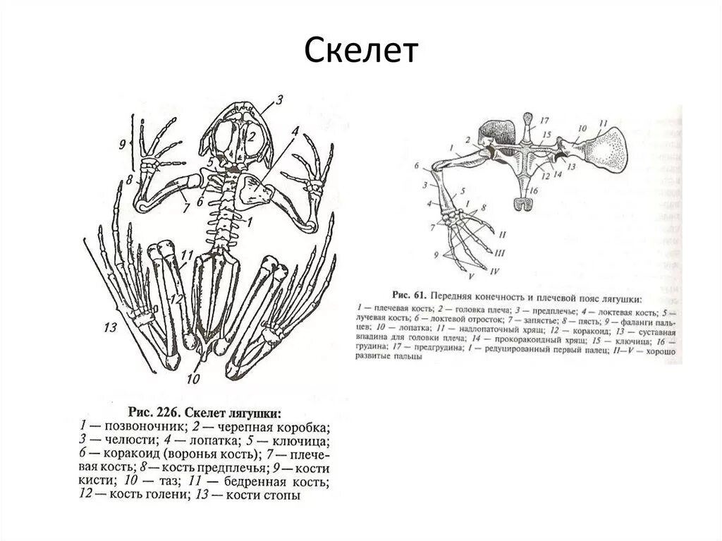 Кости передней конечности земноводных. Строение поясов конечностей лягушки. Строение пояса задних конечностей лягушки. Строение пояса передних конечностей лягушки. Скелет лягушки пояс передних конечностей.