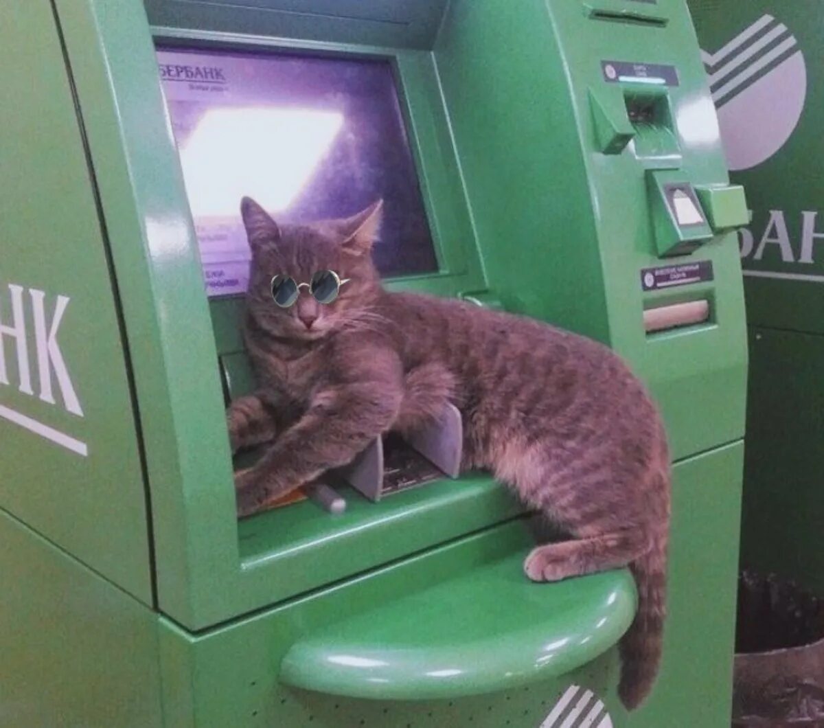 Кошка у банкомата. Коты и банкоматы. Банкомат Мем. Жду зарплату у банкомата. Фурычит