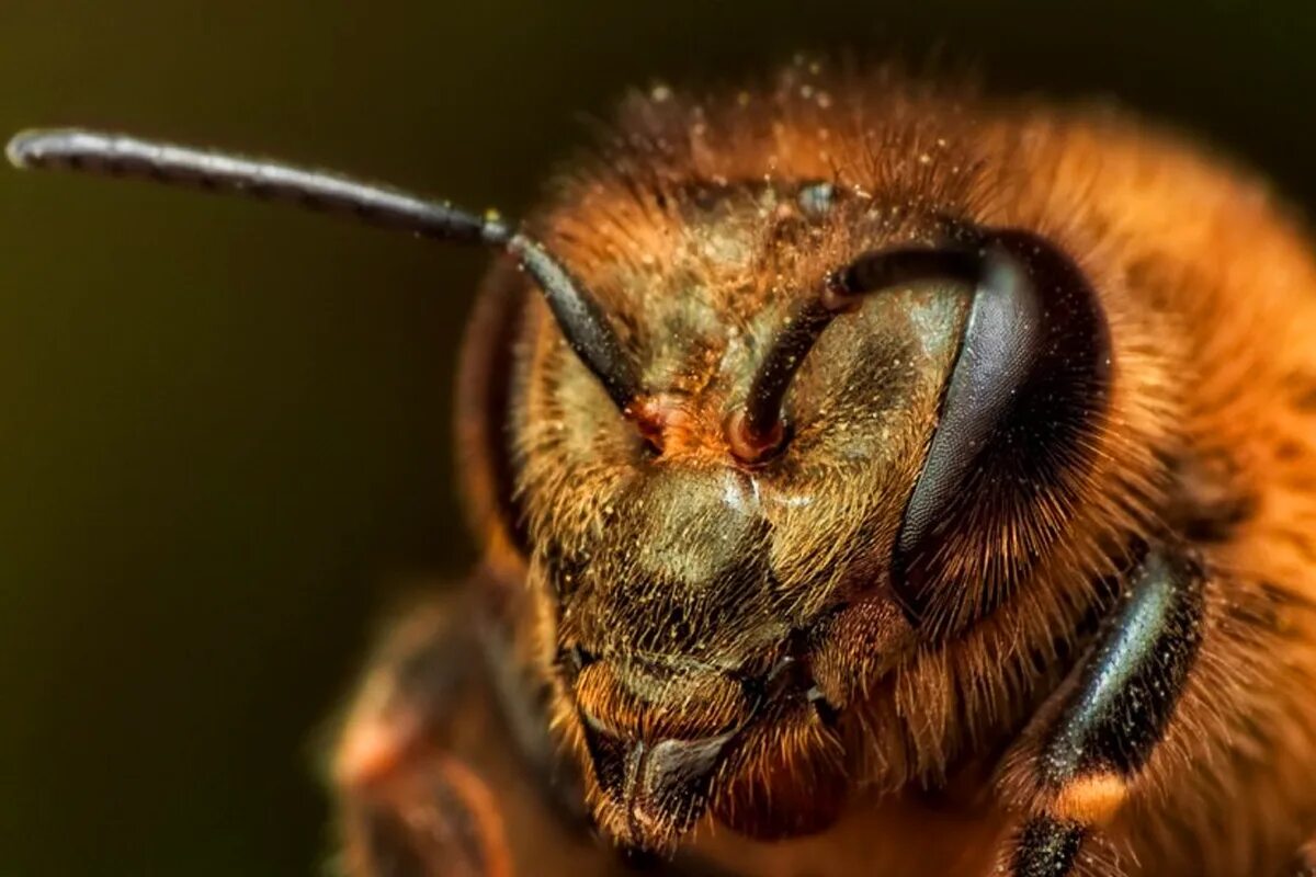 Пчела помощь. Пчела медик. ом пчелы. brazilian bee. под херсоном пчелы обезвредили.