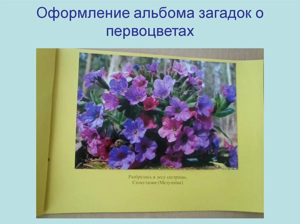 Первоцветы цель. Первоцветы для дошкольников. Альбом первоцветы. Детям о первоцветах в детском саду. Оформление -альбомов о первоцветах.