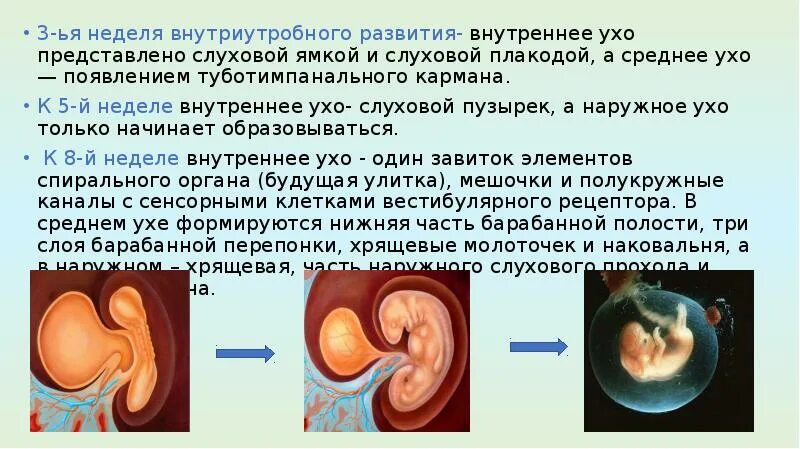 Возрастные особенности органа слуха. Возрастные особенности органов слуха презентация. Среднее ухо возрастные особенности. Развитие внутреннего уха. На рисунке приведены частоты воспринимаемые органами слуха