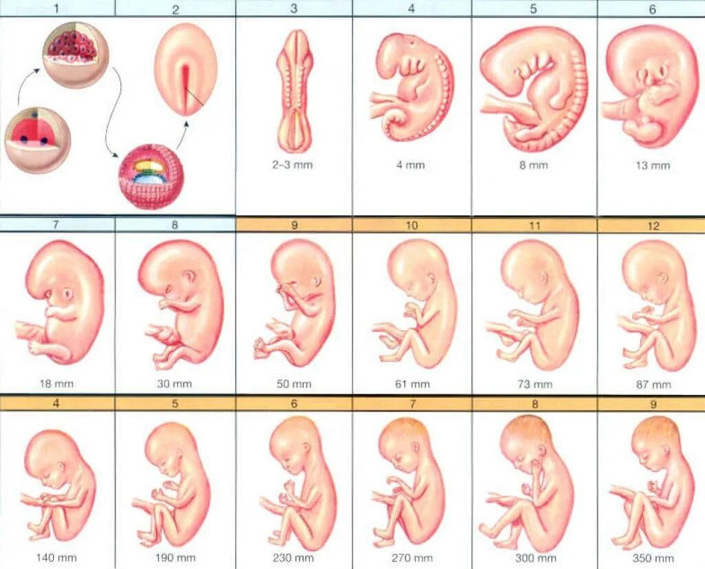 Эмбрион на какой неделе. Этапы формирования ребёнка по неделям беременности. Стадии развития плода при беременности по неделям. Ребенок в утробе по неделям. Таблица развития ребенка в утробе матери по неделям.