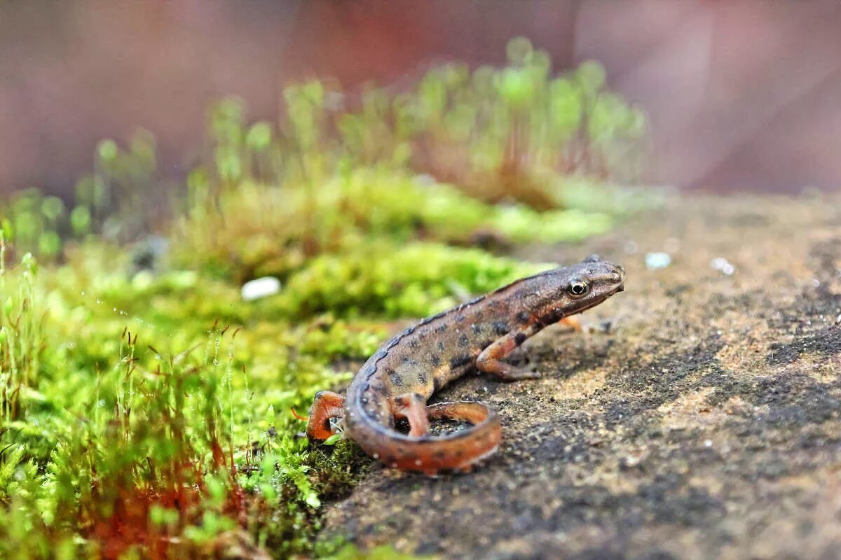 Тритон группа животных. Тритон группа животных. Тритон группа животных. Испанский иглистый тритон. Тритон относится к отряду.