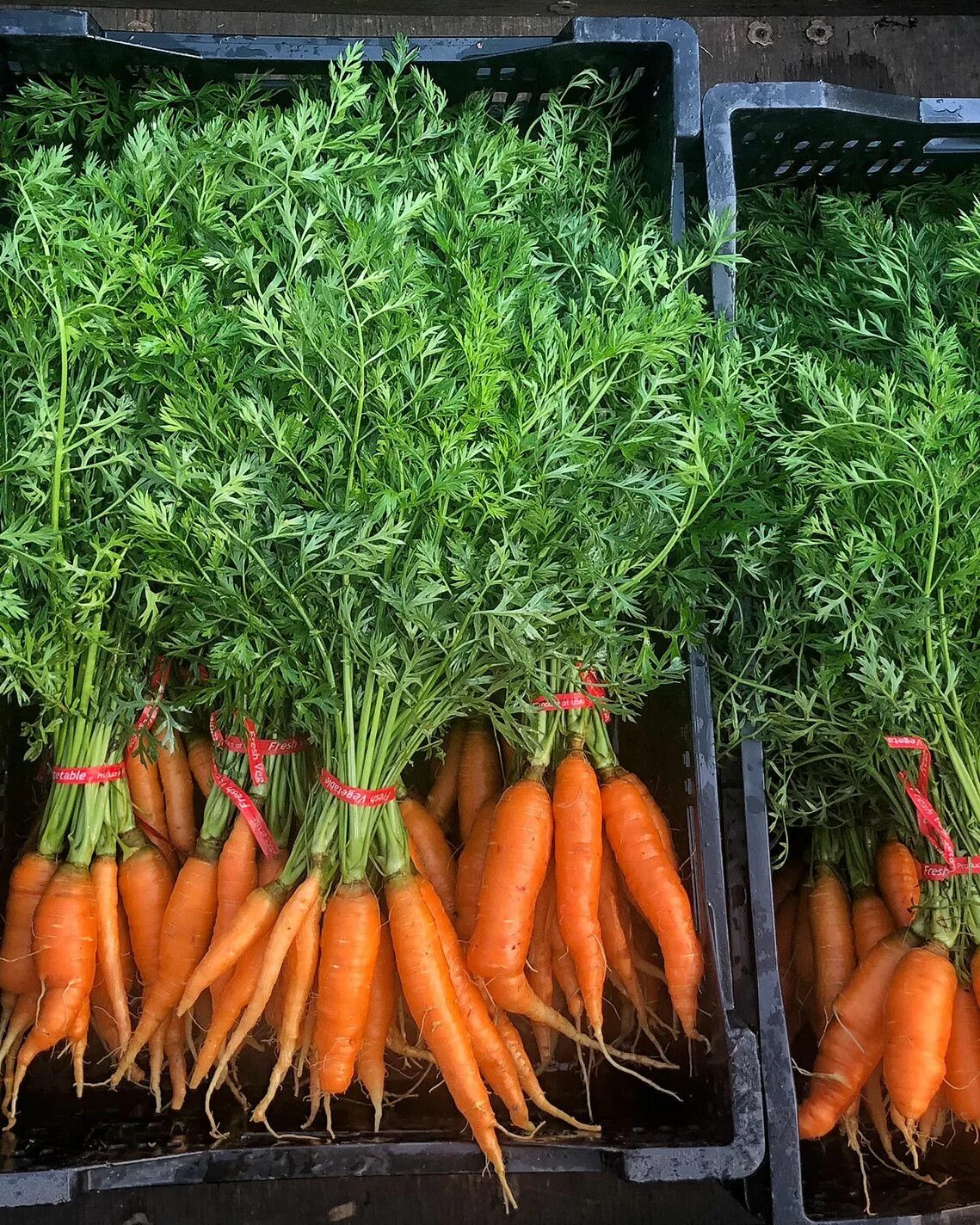 Морковь в пучках. Пучок морковки. Морковь на грядке. Морковь первый сбор. Свяжи морковки в пучки
