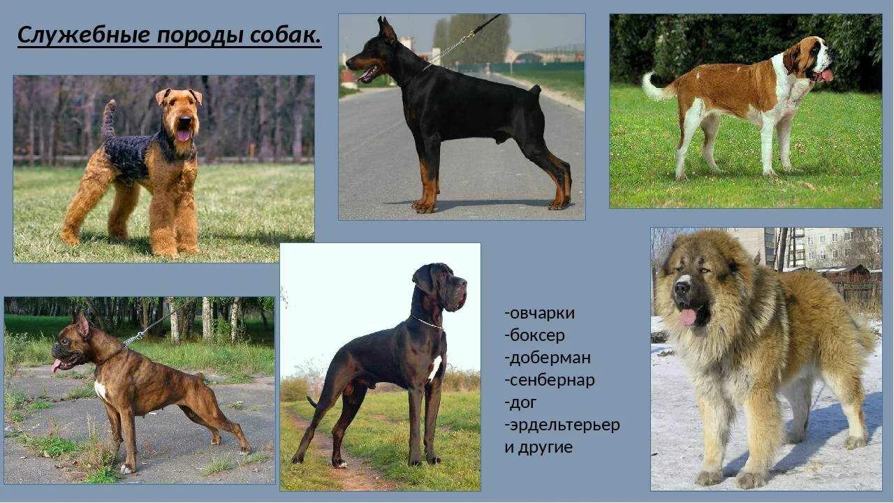 Фотографии названий пород. Породы собак служебные породы. Служебные породы собак названия. Служебные собаки разных пород. Крупная служебная собака.