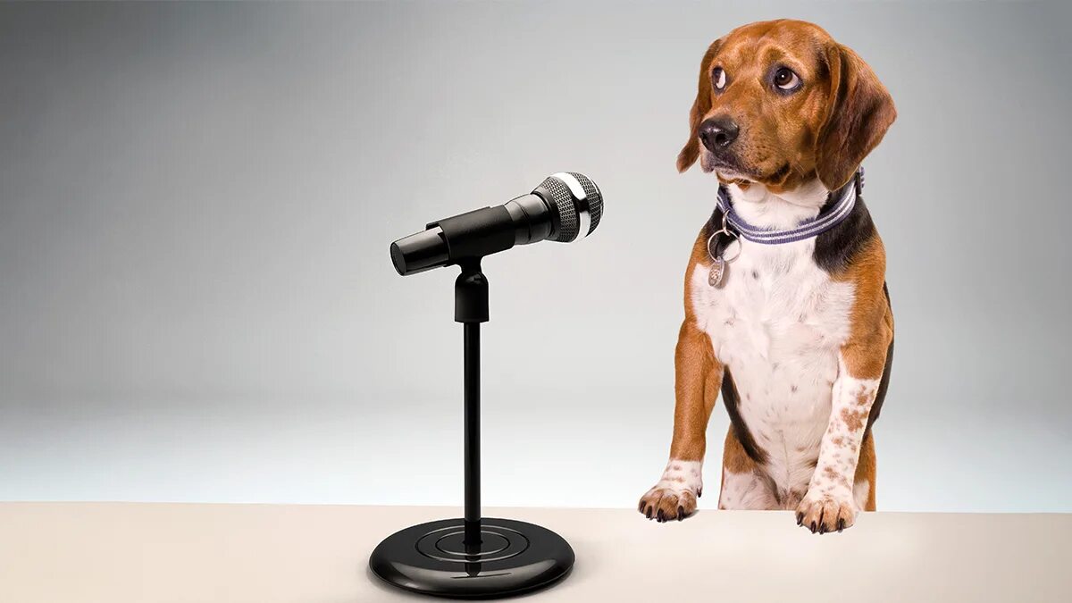 Собака с микрофоном. Животное с микрофоном. Собака говорит в микрофон. Прическа микрофон собака. Funny speaking