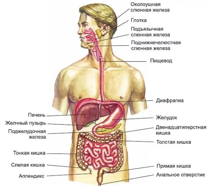 Строение человека система органов. Органы пищеварительной системы человека. Внутренние органы человека пищеварительная система. Анатомия человека внутренние органов пищеварения. Строение пищеварительной системы человека.