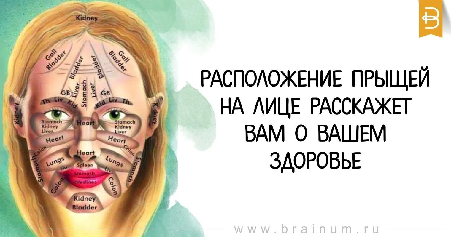 Прыщи какой орган страдает. Карта прыщей на лице. Заболевания по прыщам на лице. Карта прыщей на лице у женщин. Расположение прыщей на лице.