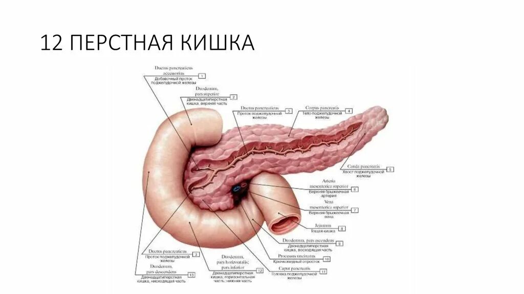 Двенадцатиперстная кишка отделы анатомия. 12 Перстная кишка анатомия человека. 12 п кишка