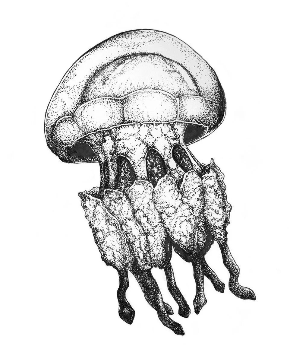 Сцифоидные медузы рисунок. Медуза корнерот. медуза (биология). медуза рисунок. медуза чб.