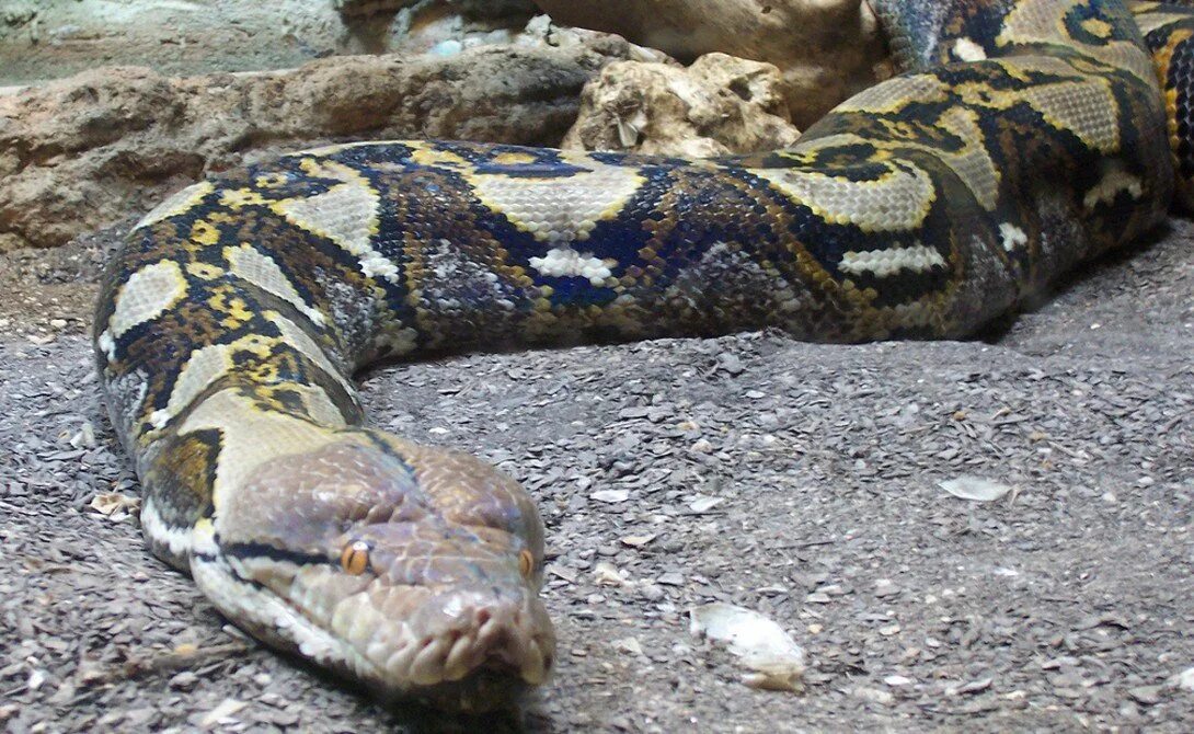 Самая большая длина змеи. Сетчатый питон 7.5 метров. Сетчатый питон 10 метров. Сетчатый питон - 12,2 м. Удав сетчатый питон.