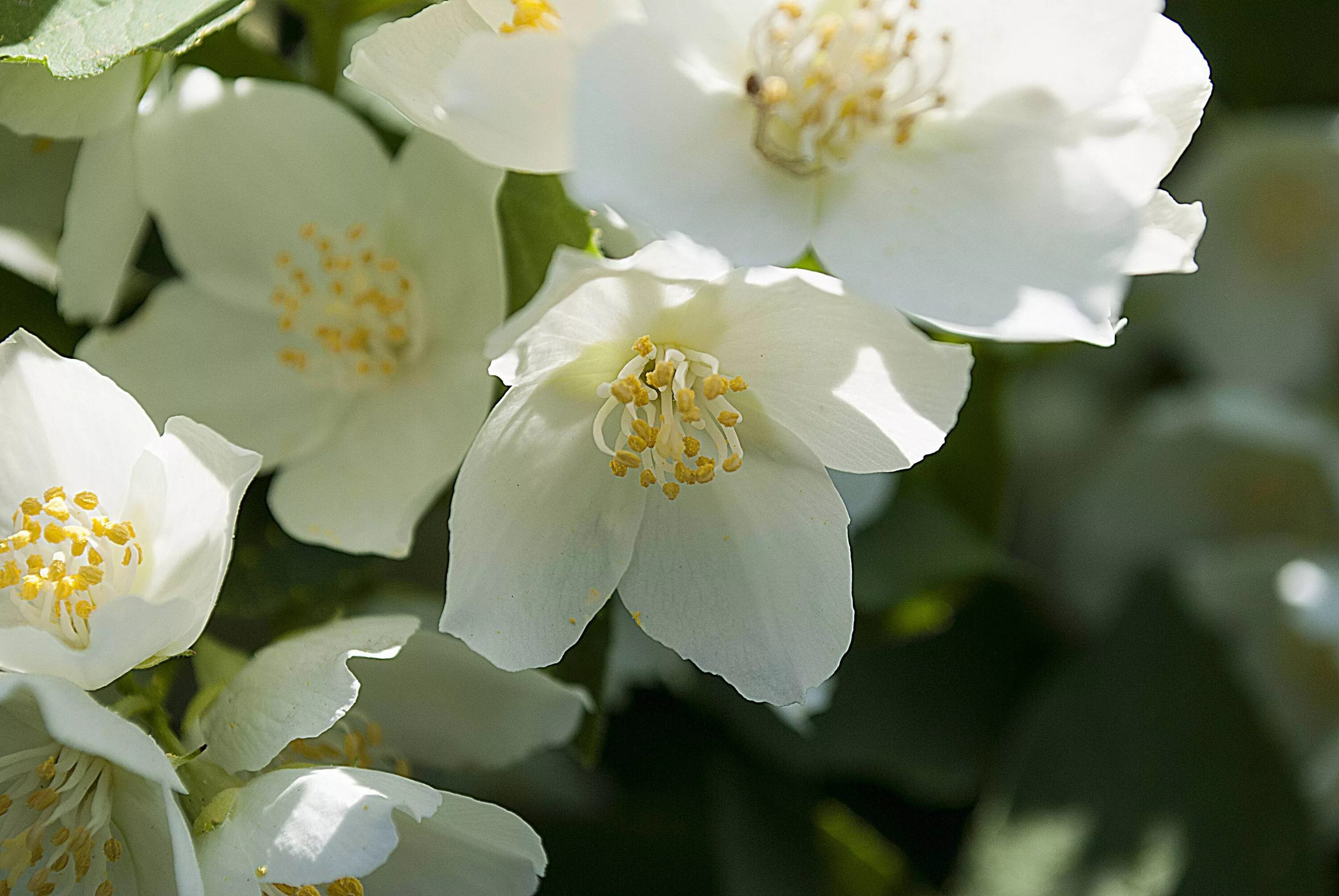 чубушник земляничный