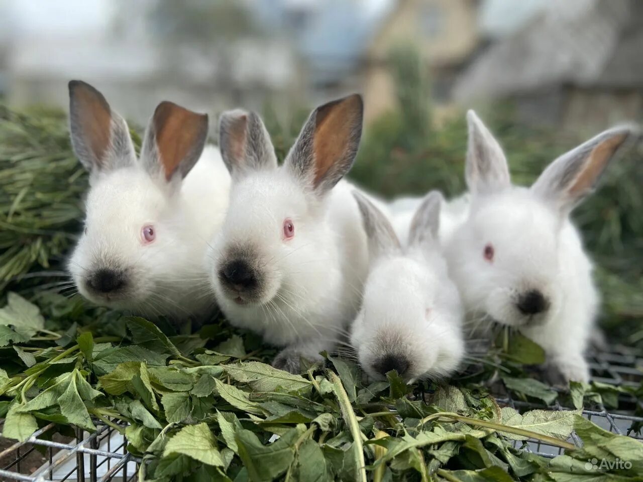 Большие и маленькие кролики. Кролики Аляска калифорнийский. Калифорнийская порода кроликов. Кролики породы Аляска. Калифорнийский белый кролик.