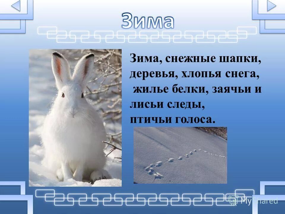 заяц и кролик. заяц заячьи. заичьи или заячьи как правильно. этимология слова заяц. заяц рассказ о животном 2 класс.