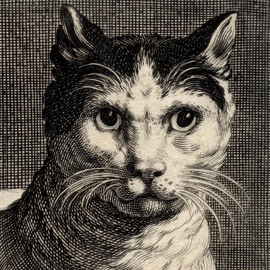 Гравюры с котами. Линогравюра кошка. Кот гравюра. Гравюра кошечка. Кот гравюра.