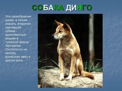 Составить кроссворд дикая собака динго