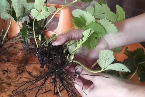 Правильное размножение клубники