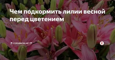 Чем подкормить лилии весной