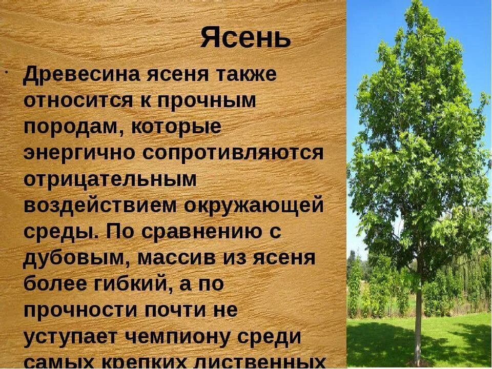 Деревья растут для всех кратчайшее содержание. Ясень дерево. Ясень дерево описание. Лиственные породы древесины. Ясень древесина характеристики.