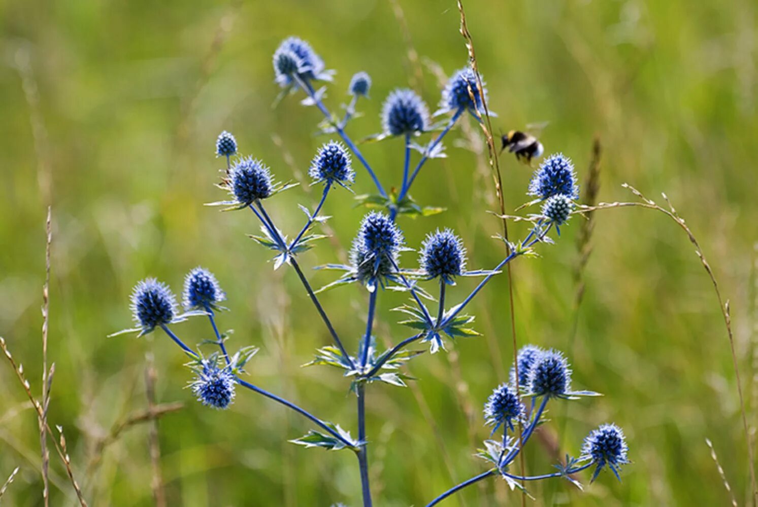 Травянистое растение синего цвета. Синеголовник плосколистный Eryngium Planum. Синеголовник соцветие. Растение синеголовник полевой. Чертополох синеголовник.