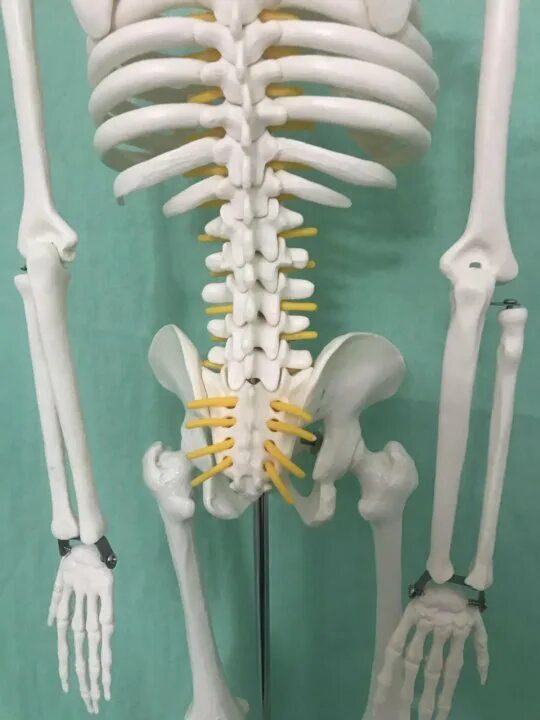 Поясница скелет. Макет скелета человека с горбом. Скелет со спины фото. Скелет позвоночника человека фото.