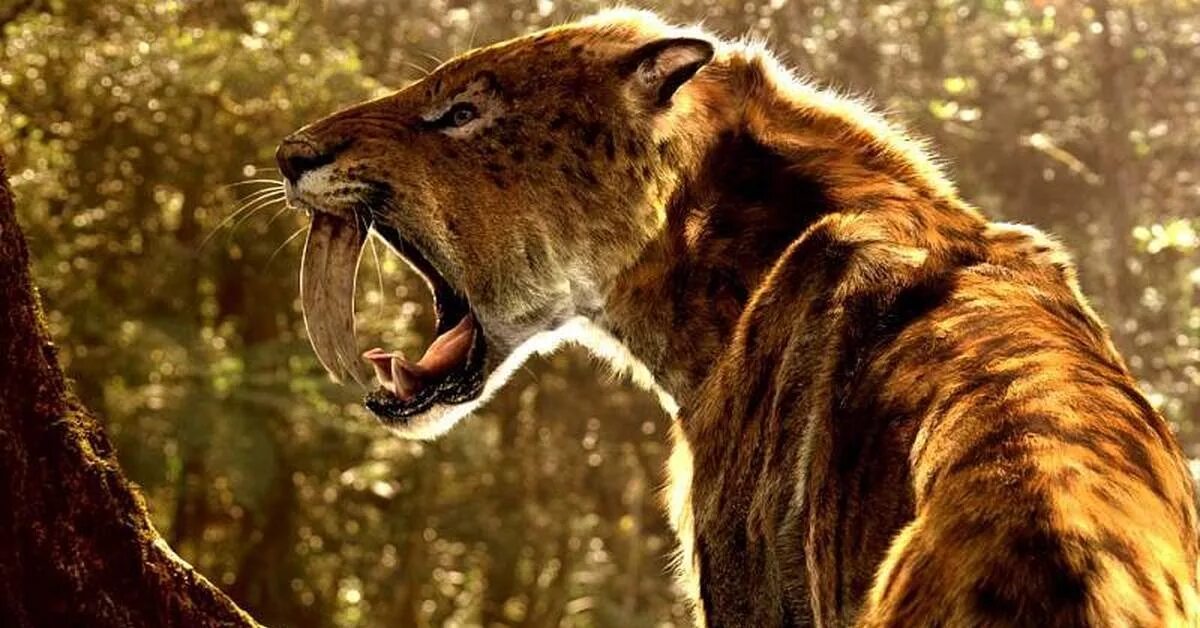 Smilodon. Cмилодон (Саблезубый тигр). Тигр Смилодон. Доисторические хищники Смилодон. Саблезубые тигры Смилодоны.