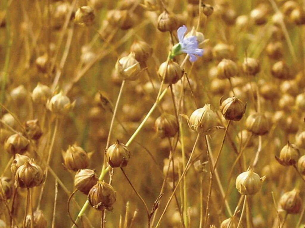 лен масличный сорт северный. лен масляничный. упал лен. лен долгунец финляндия. семена льна масличного.