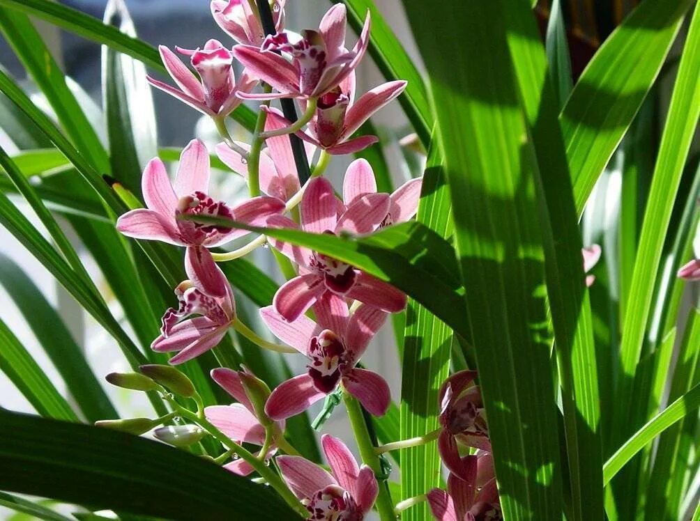 Орхидея Цимбидиум. Цимбидиум алоэлистный. Цимбидиум ампельный. Цимбидиум растение.