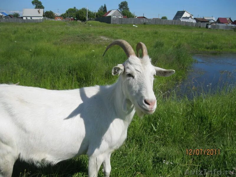 козлята зааненской породы. русская порода коз. какие козы белые. коза породы горьковская русская белая. какие козы белые.