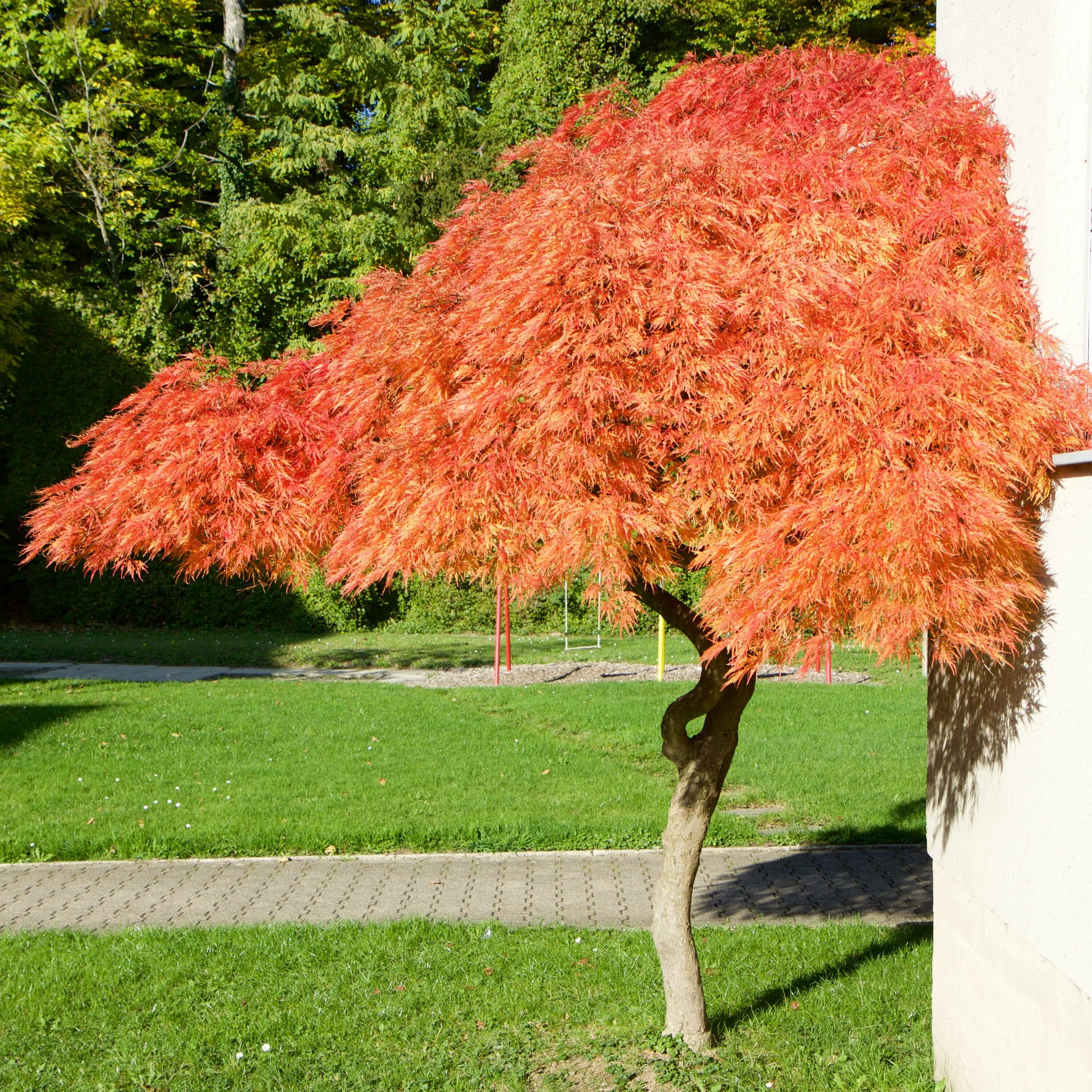 Клен корневая