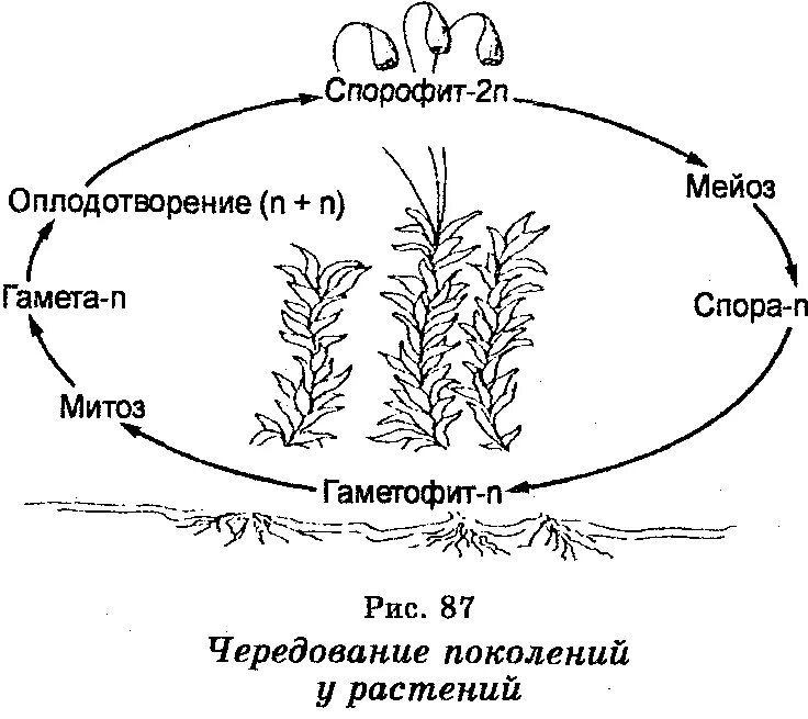 Спорофит сколько хромосом. Цикл развития спорофита и гаметофита. Схема жизненного цикла высших растений. Жизненный цикл растений чередование поколений. Спорофит мха схема.