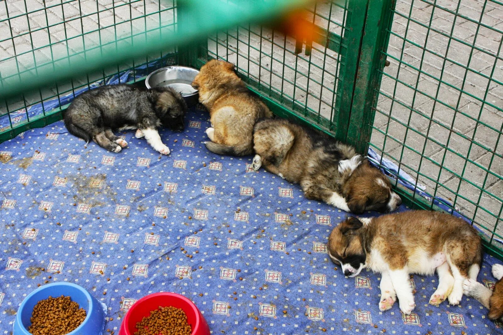 Животные из приюта. Приют для собак в старом осколе. Красивый песик из приюта. Собачий приют гатчинский район. Приют для бездомных животных братск приют для животных братск.