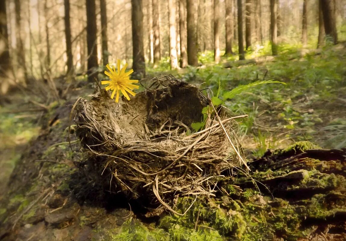 Охрана лесов от пожаров. Спасение диких животных. Охрана природы в лесах. Человек в лесу. Борьба с пожарами.