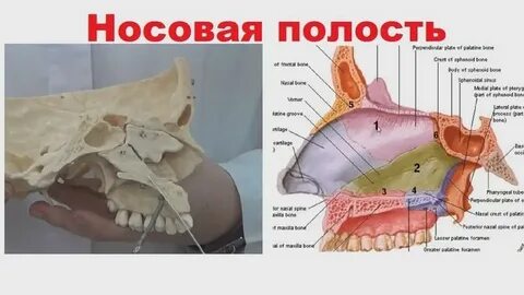 Новый полость