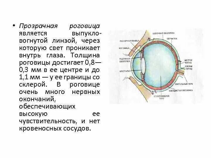 Отверстие через которое внутрь глаза проникает свет. Толщина роговицы глаза. Обозначение толщины роговицы глаза.