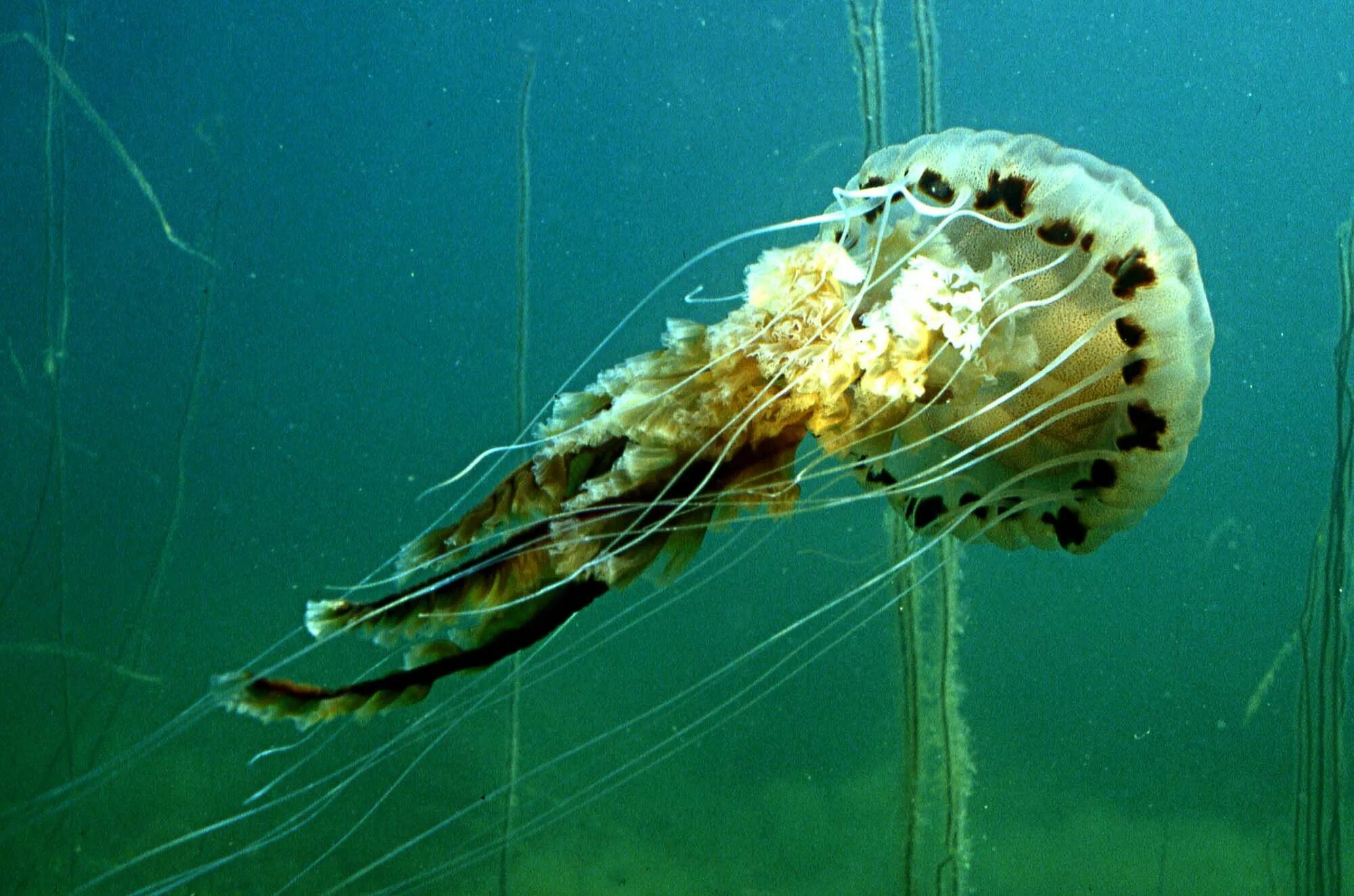 Медуза и мальки рыб тип взаимоотношений. Chrysaora hysoscella. chrysaora медуза. хризаора морская крапива. компасная медуза хризаора тихоокеанская.