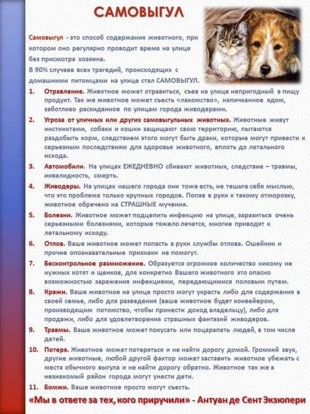 Человек не может без животных. Самовыгул собак. собака на самовыгуле. самовыгул кошек опасен. самовыгул опасен для животных.