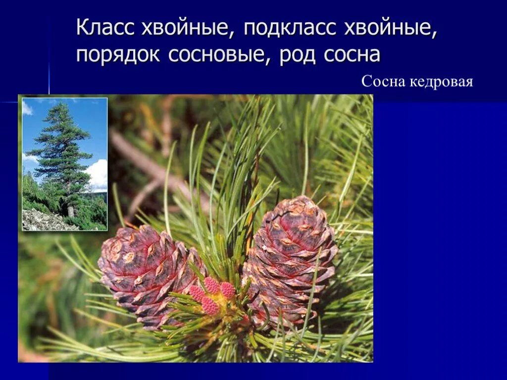 Роды хвойных. Голосеменные сосна Кедровая. Сосна Голосеменные сосна Сибирская хвойные сосновые. Кедр Сибирский и пихта Сибирская. Хвоинки дерева сосна Кедровая.