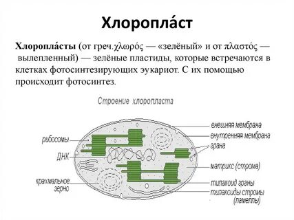 Строма это в биологии
