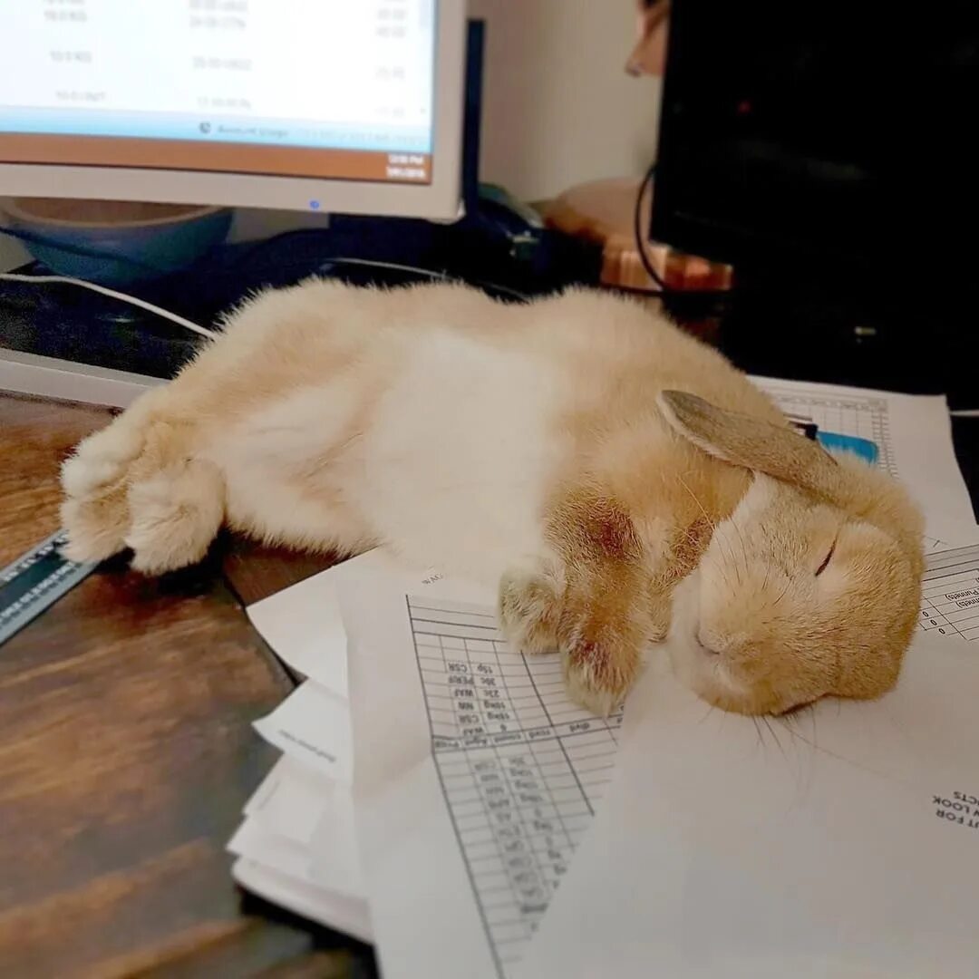 Зайка работаю работаю. Заяц за компьютером. Кролик за компом. Офисный кролик. Кролик с компьютером.