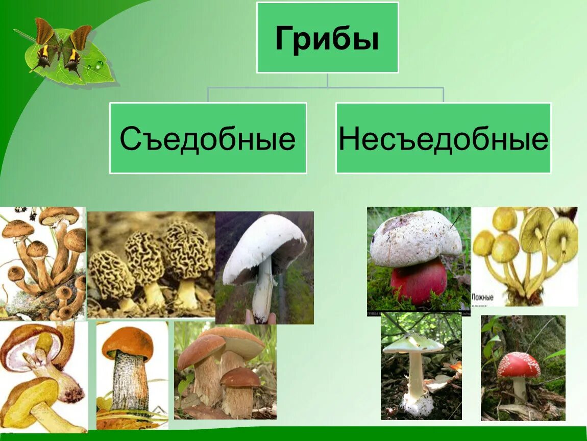 Царство грибов 3 класс окружающий. Царство грибов 2 класс. Царство грибов презентация. Презентация на тему царство грибов. Есть царство грибов