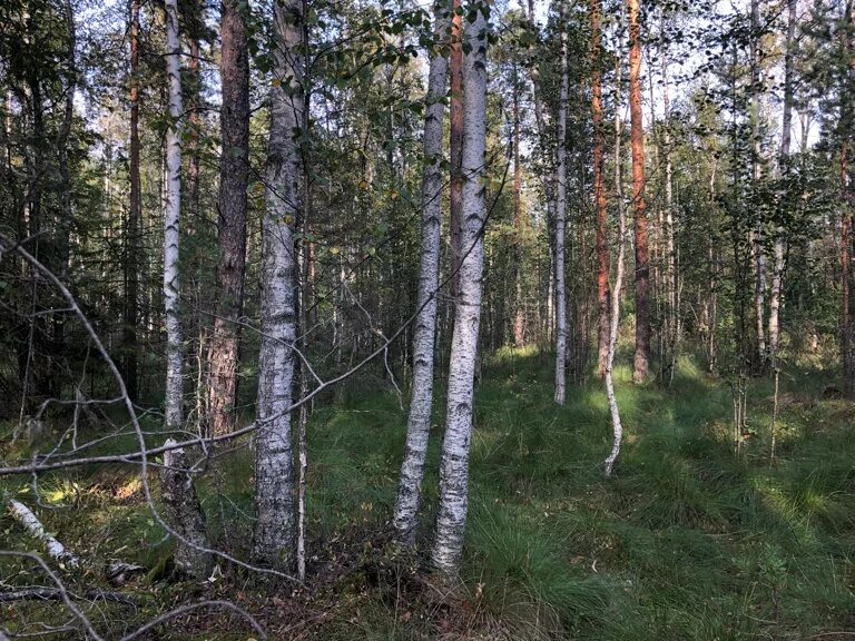 Государственный природный заказник сестрорецкое болото. Государственный природный заказник «юнтоловский». Природный заказник санкт петербург. Природный заказник санкт петербург. Юнтоловский заказник санкт-петербург.