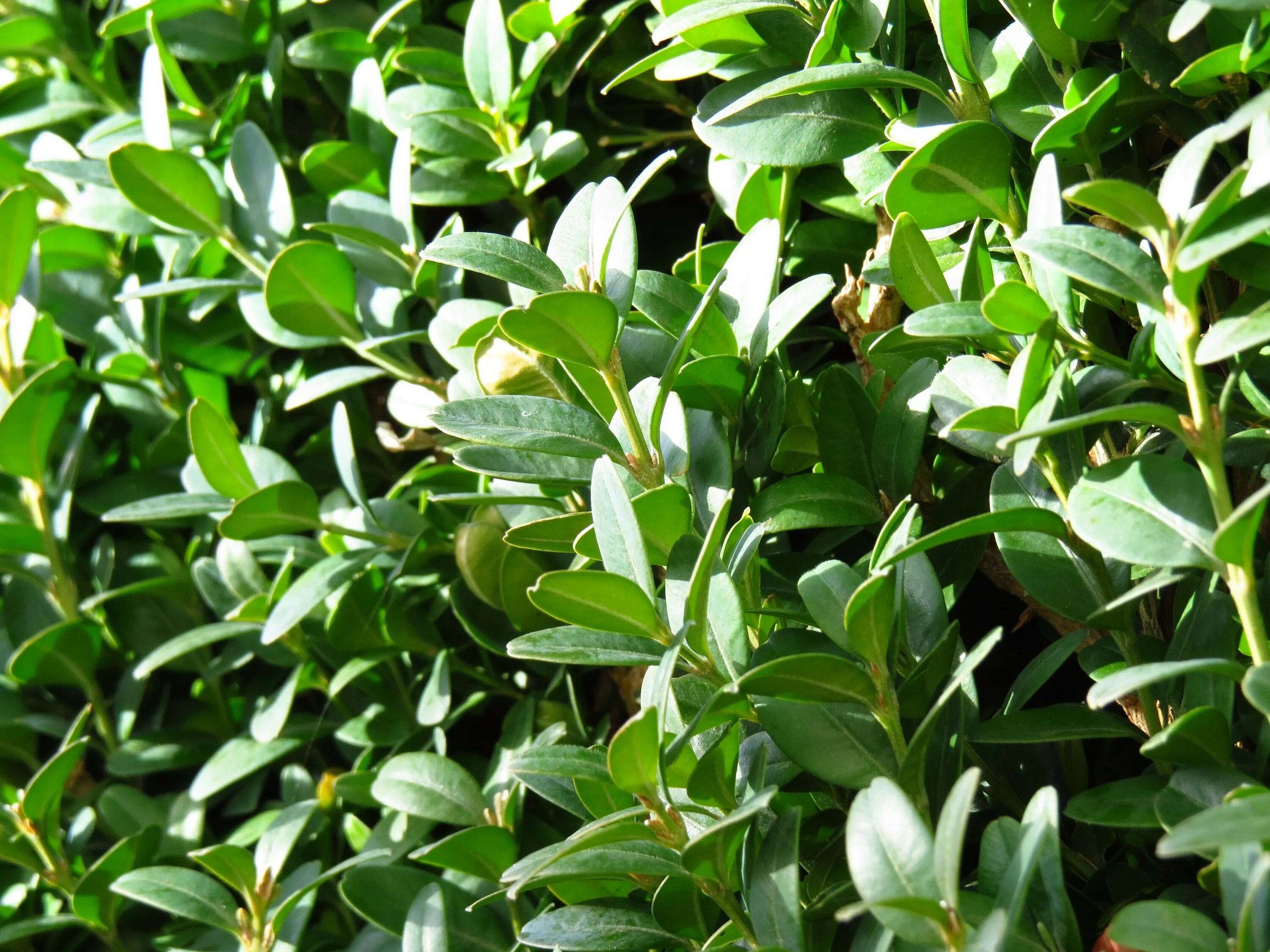 Самшит колхидский куст. Самшит — Buxus colchica. Самшит вечнозеленый Buxus sempervirens. Самшит вечнозелёный) 'elegantissima.