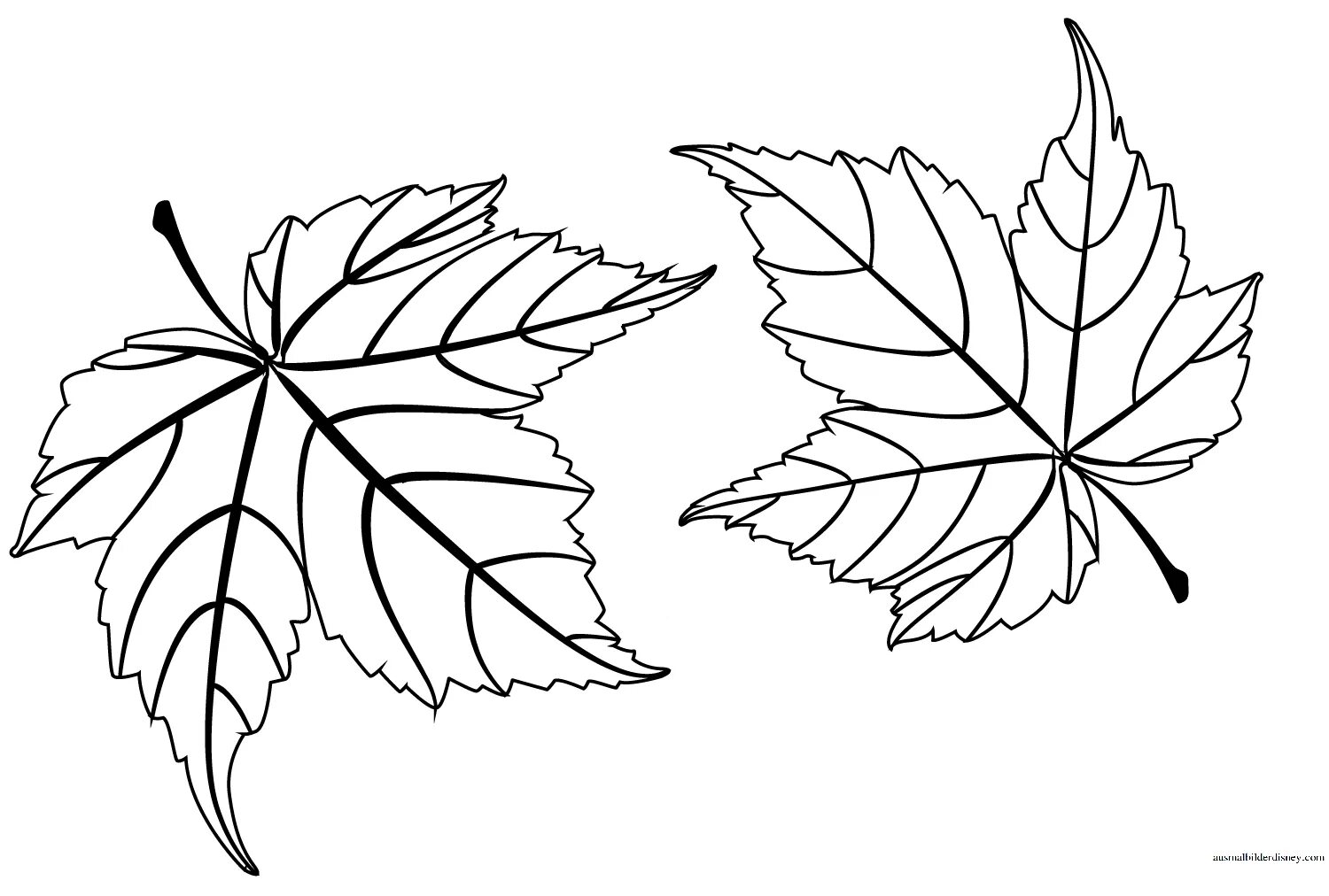 Черно белые картинки листьев. Осенние листья раскраска для детей. Кленовый лист раскраска. Листья раскраска для детей. Осенние листья трафареты для вырезания.