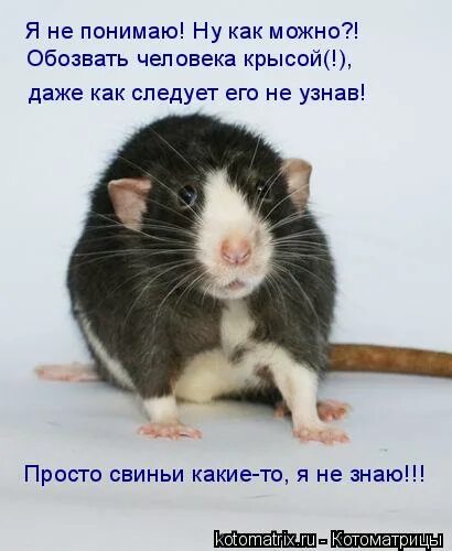 Превращается в крысу мем. Мемы с мышами. Крыса мем. Девушка превращается в мышь мем. Статус про крыс.