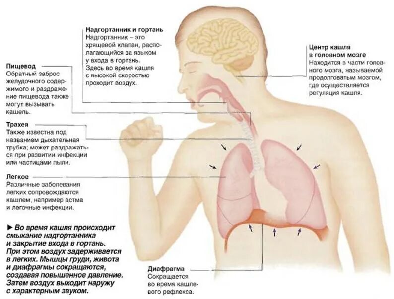 Чихание мокрота. Почему происходит кашель. Зачем люди кашляют.