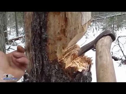В москве начала пылить береза