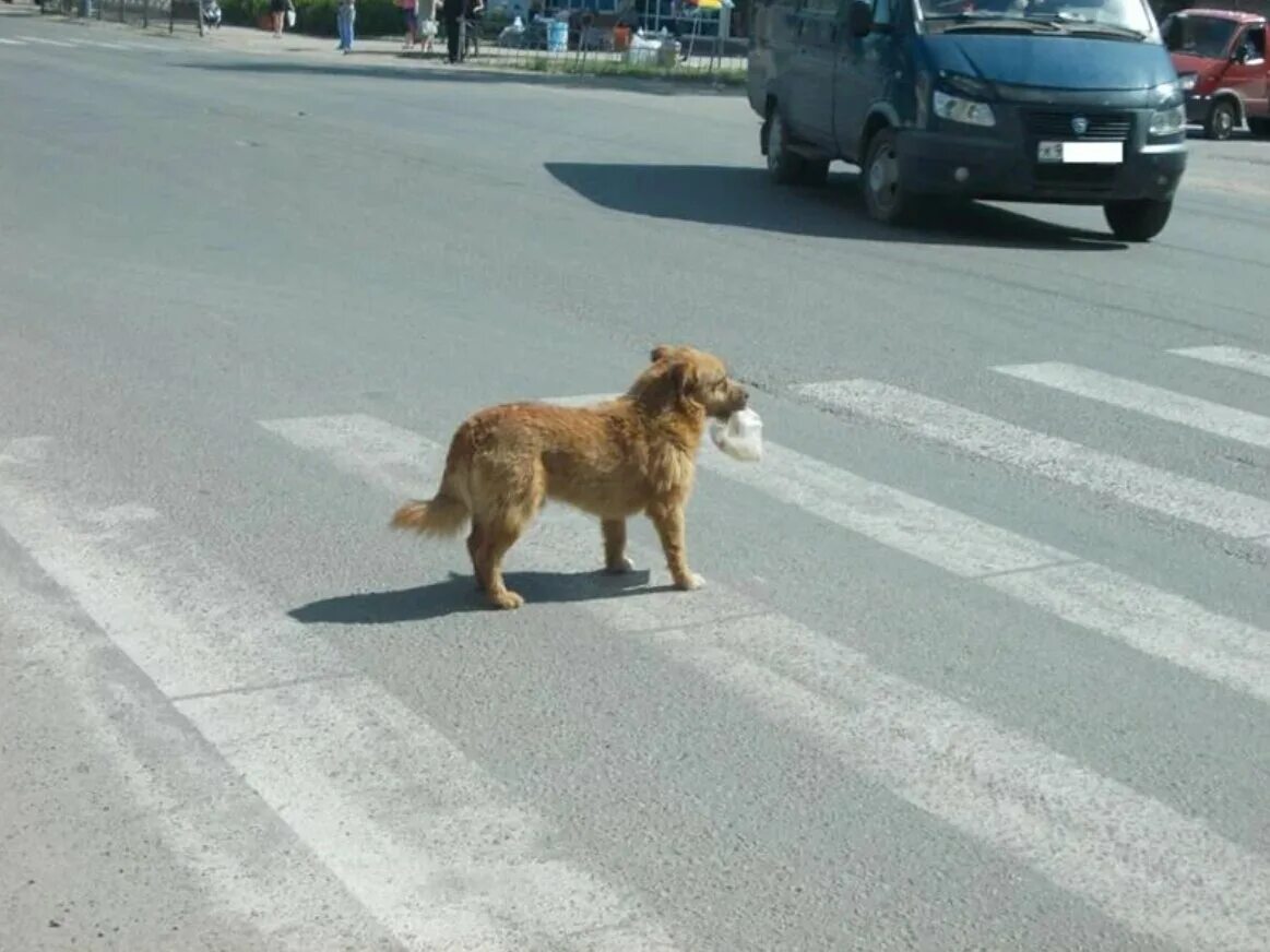 Собака на дороге. Собака переходит дорогу. Животные переходят дорогу. Собака перебегает дорогу. Такси под прикрытием порода батона